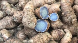 पीली हल्दी तो सभी खाते हैं, लेकिन क्या आपने कभी सुनी है ‘नीली हल्दी’? जानिए इसके चमत्कारी औषधीय फायदे