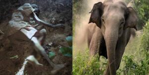 लकड़ी लेने गए बुजुर्ग पर हाथी का हमला, मौके पर मौत, 100 से ज्यादा हाथियों से गांव में दहशत