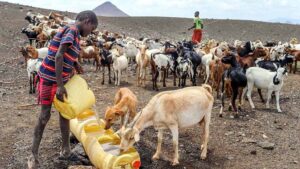 केन्या में सूखा: 20 लाख लोग भुखमरी की कगार पर, मौत का साया