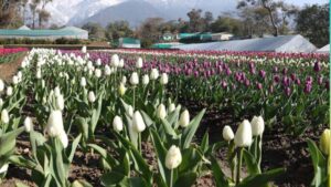 देखा एक ख्वाब’ की फीलिंग चाहिए? पालमपुर में खुला देश का दूसरा ट्यूलिप गार्डन