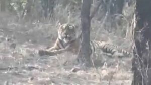 चीतों के घर में बाघ की एंट्री, कूनो नेशनल पार्क में पहली बार देखा गया, कैमरे में कैद हुई तस्वीर