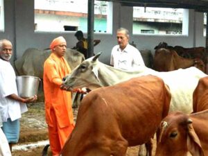 यूपी  में सबसे ज्यादा रिकॉर्ड 16 लाख निराश्रित गोवंश संरक्षित