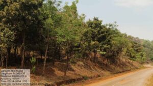 वन विकास निगम और एनएमडीसी बचेली के बीच 50 हजार पौधारोपण का अनुबंध