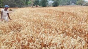 पंजाब के किसानों की गेहूं फसल पर संकट, फरवरी में तापमान बढ़ने के मौसम विभाग ने दिए संकेत