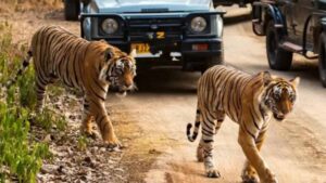 नस्ल सुधार कर बाघों का बढेगा कुनबा, एमपी और महाराष्ट्र से आएंगे बाघ-बाघिन