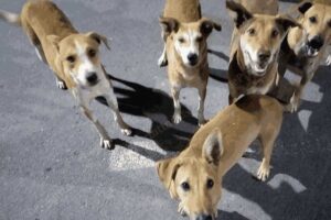 आवारा कुत्तों से निजात दिलाएंगे शेल्टर होम व एबीसी सेंटर