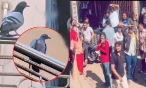 ज्वैलरी शॉप से लाखों की सोने की चेन ले उड़ा कबूतर, गले में डालकर घंटों तक बैठा रहा